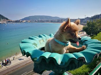 Dog by swimming pool against sky