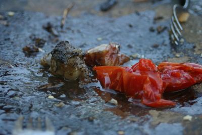 Close-up of crab in water