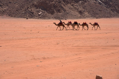 Horses in a desert