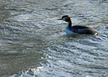 Duck swimming in lake