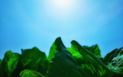 Detail shot of leaves against clear blue sky