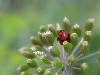 Close-up of ladybug on flower