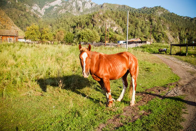 Horse standing on field against mountains