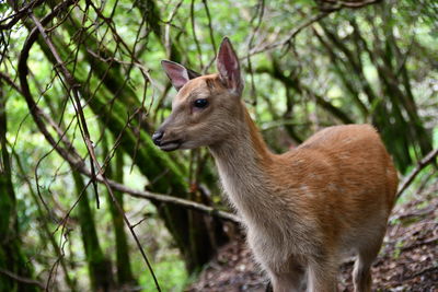 Deer standing on a land