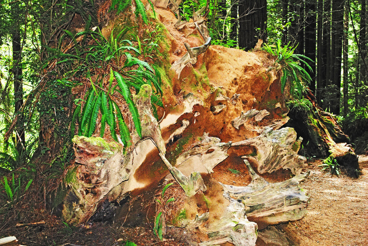 DRY LEAVES ON TREE TRUNK IN FOREST DURING AUTUMN