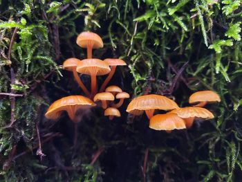 Close-up of mushrooms growing on field