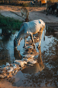 View of drinking water in lake