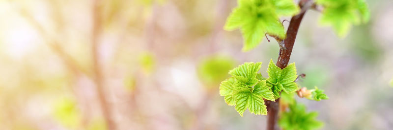 Close-up of fresh green plant