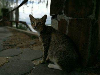 Cat sitting on wall