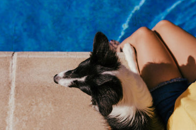  woman sitting by pool side with cute border collie dog. summer time, vacation and lifestyle