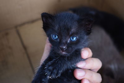 Midsection of person holding kitten
