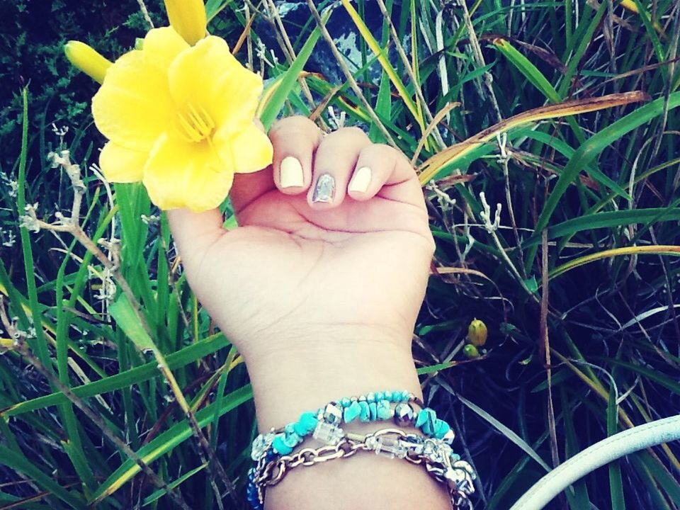 person, flower, holding, part of, cropped, fragility, human finger, lifestyles, leisure activity, freshness, close-up, focus on foreground, petal, flower head, plant, yellow