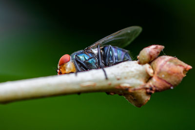 Close-up of insect on plant