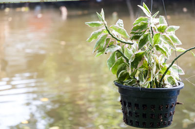 Close-up of potted plant