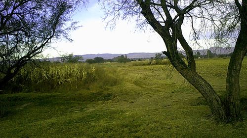 Scenic view of field against sky