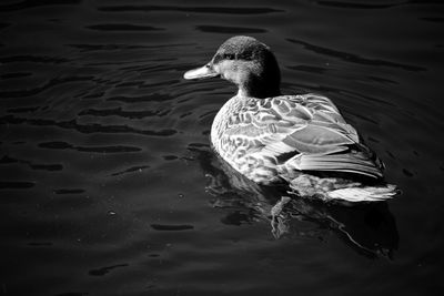 Close-up of mallard duck swimming in lake