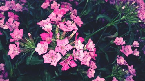 flowering plant