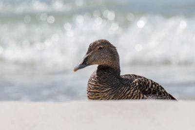 Eider duck on the dune off island helgoland