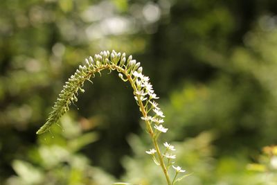 Close-up of flowering plant
