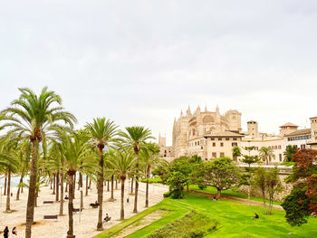 View of palm trees against sky                                      view on catedral in palma 