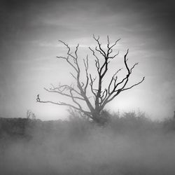 Bare tree on landscape against sky