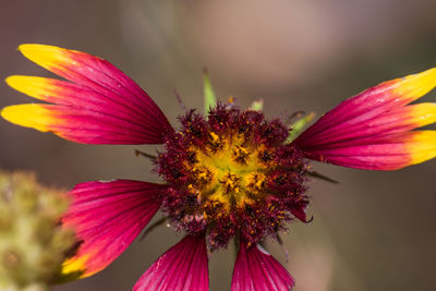 Close-up of pink flower