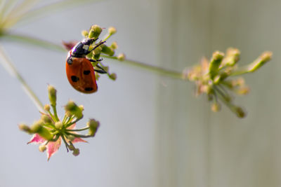 Beautiful black dotted red ladybug beetle climbing in a plant with blurred background and copy space 