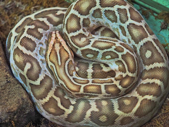 Close-up of snake
