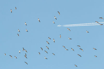 Low angle view of birds flying against clear sky