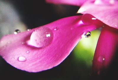 Close-up of water drops on flower