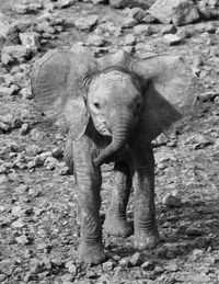 Elephant standing on rock