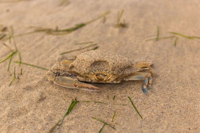 Close-up of crab on sand