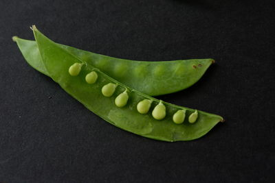 Close-up of green leaves on table against black background