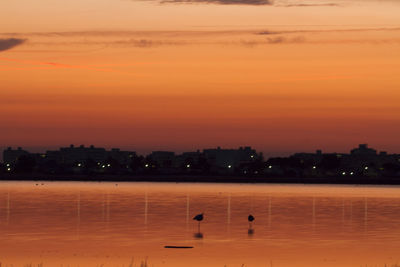 View of birds at sunset