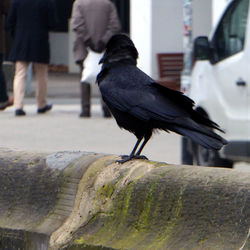 Close-up of bird perching on man