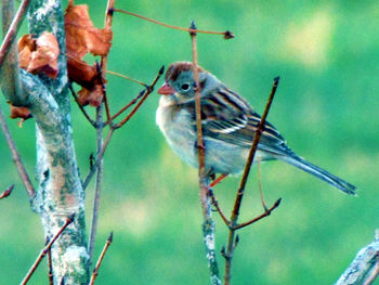 Close-up of bird perching on branch