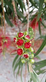 Close-up of red berries growing on tree