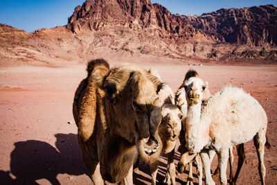 Camels on landscape