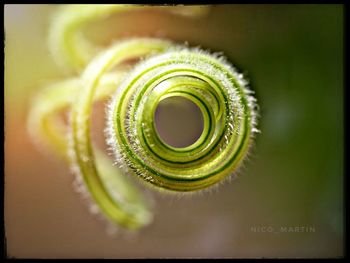 Close-up of spiral plant