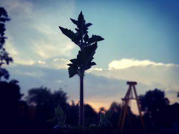 Close-up of flower against sky at sunset