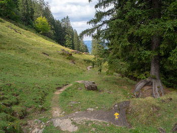 Scenic view of trees growing on field against sky