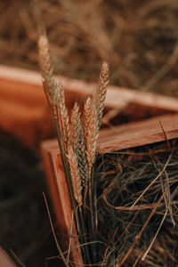 Autumn dry ear of wheat. natural organic autumnal background. the time of harvest.thanksgiving