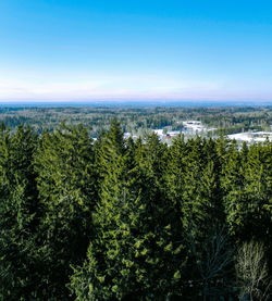 Trees growing against blue sky