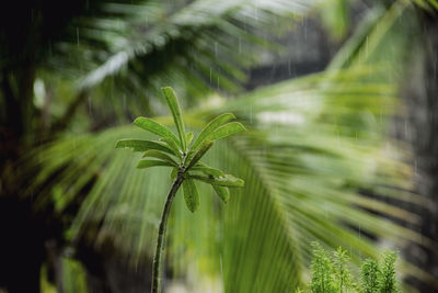 Close-up of plants