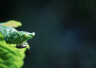 Close-up of insect on plant