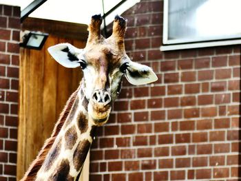 Low angle view of horse on brick wall