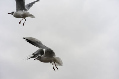 Low angle view of seagull flying