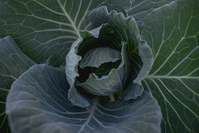 cabbage