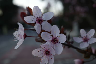 Close-up of cherry blossoms in spring