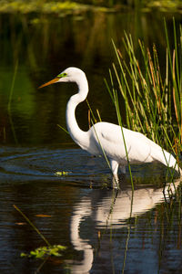 White heron in a lake